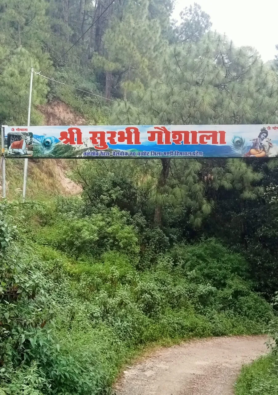 नन्दगांव नेहरा में चीड़ के वन के बीच श्री सुरभि गौशाला का प्रवेश द्वार